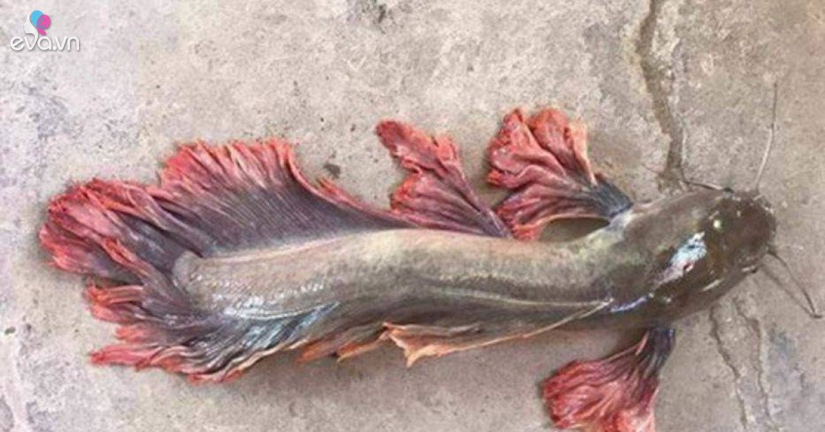 Cá trê râu 8 cọng và những siêu đột biến kỳ bí độc nhất đất Việt
