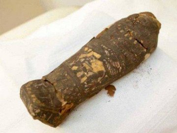 Bí mật rợn người xung quanh xác ướp chim cổ đại 2.100 tuổi