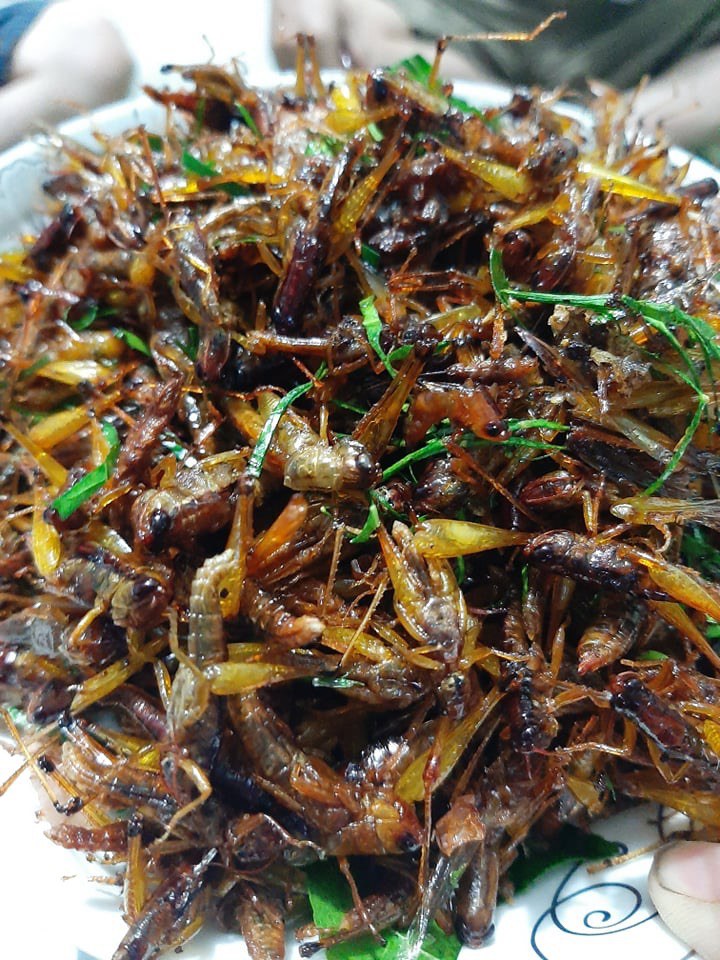 Mỗi đĩa châu chấu bán tại nhà hàng có giá từ 200-300.000 đồng.