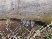 Tin tức - Phát hiện chân người khi đi leo núi, chàng trai ngỡ ngàng khi nhận ra sự thật