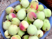 Sức khỏe - Ăn một quả đào tốt chẳng kém thuốc bổ nhưng 4 kiểu người này càng ăn càng hại