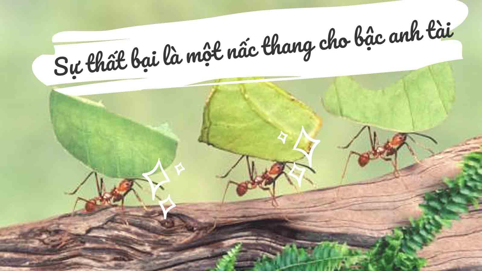 Chuyện vết nứt và con kiến cùng bài học của cha theo chân tôi đi suốt đường đời - 2
