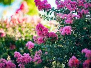 Xem ăn chơi - Đường hoa tường vi đẹp nhất Hà thành, nơi check-in tuyệt vời cho giới trẻ