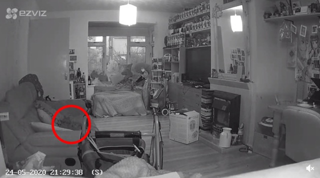Đúng một năm sau khi chú mèo cưng qua đời, cô gái hoảng sợ khi xem camera phòng khách - 1