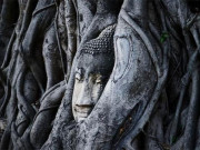 Xem ăn chơi - Bí ẩn bức tượng Phật nằm lọt thỏm trong cây long não hơn 1.000 năm tuổi ở Trung Quốc