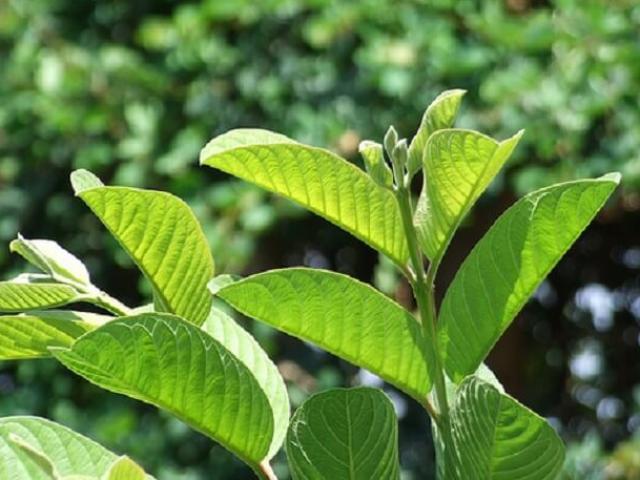 16 tác dụng của lá ổi và cách pha trà lá ổi uống hàng ngày