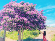 Xem ăn chơi - Mùa hè nắng chói chang, giới trẻ đổ xô check-in với cây bằng lăng cô đơn ở Bình Thuận