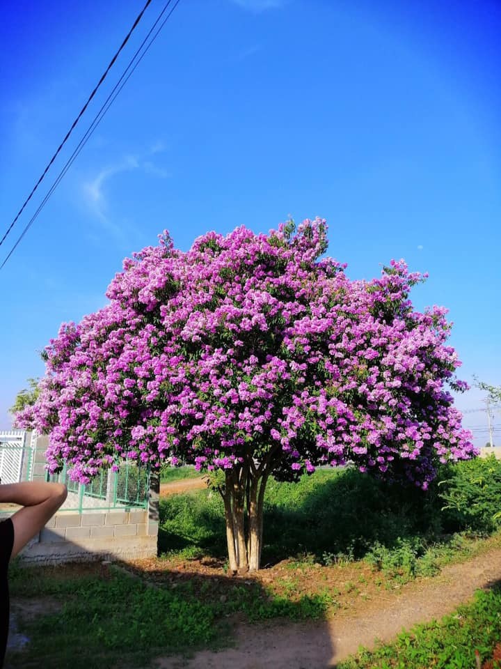 Mùa hè nắng chói chang, giới trẻ đổ xô check-in với cây bằng lăng cô đơn ở Bình Thuận - 2