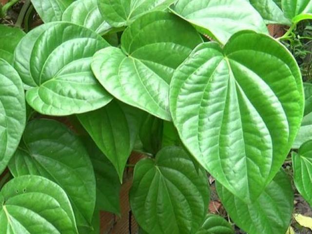32 tác dụng tuyệt vời của lá trầu không ít người biết đến