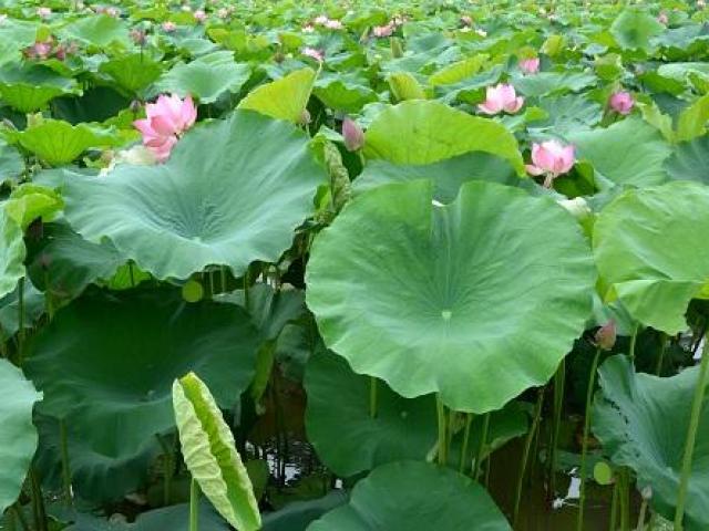 Lotus hostoaren 13 efektu tratamenduan eta edertasunean