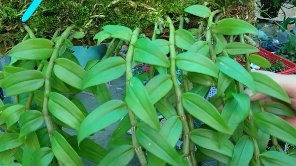 Cách trồng và kỹ thuật chăm sóc cây lan hạc vỹ cho ra hoa quanh năm - 3