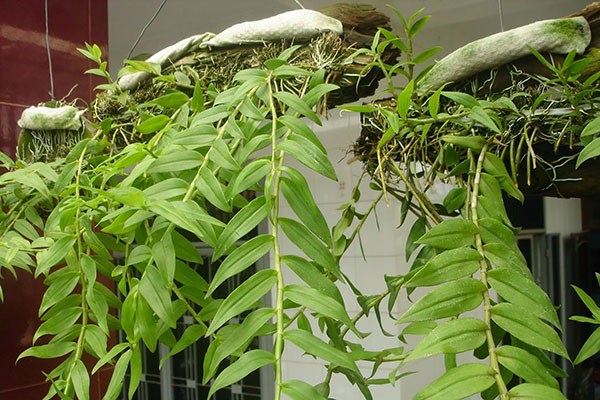 Cách trồng và kỹ thuật chăm sóc cây lan hạc vỹ cho ra hoa quanh năm - 4