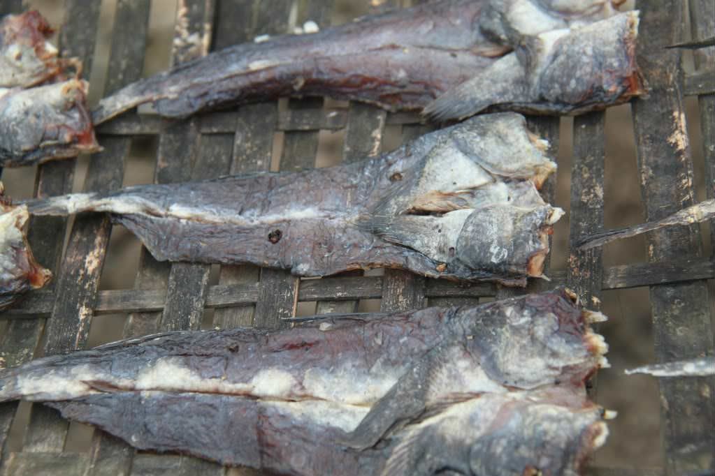 Ở Việt Nam có loại cá biết leo cây, mang đi nướng thành món đặc sản - 5