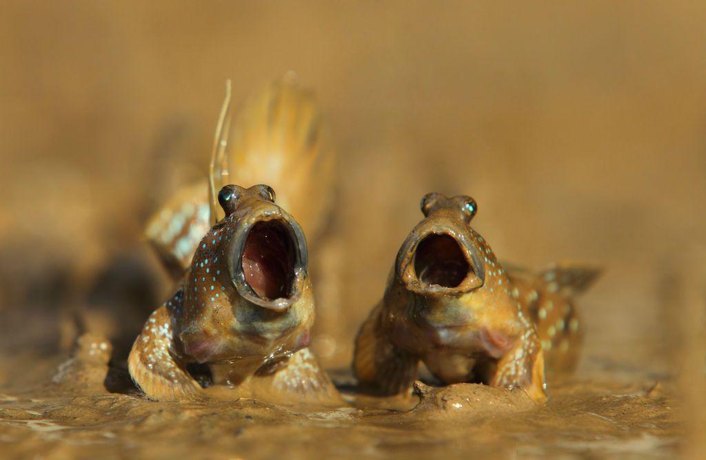 Ở Việt Nam có loại cá biết leo cây, mang đi nướng thành món đặc sản - 1