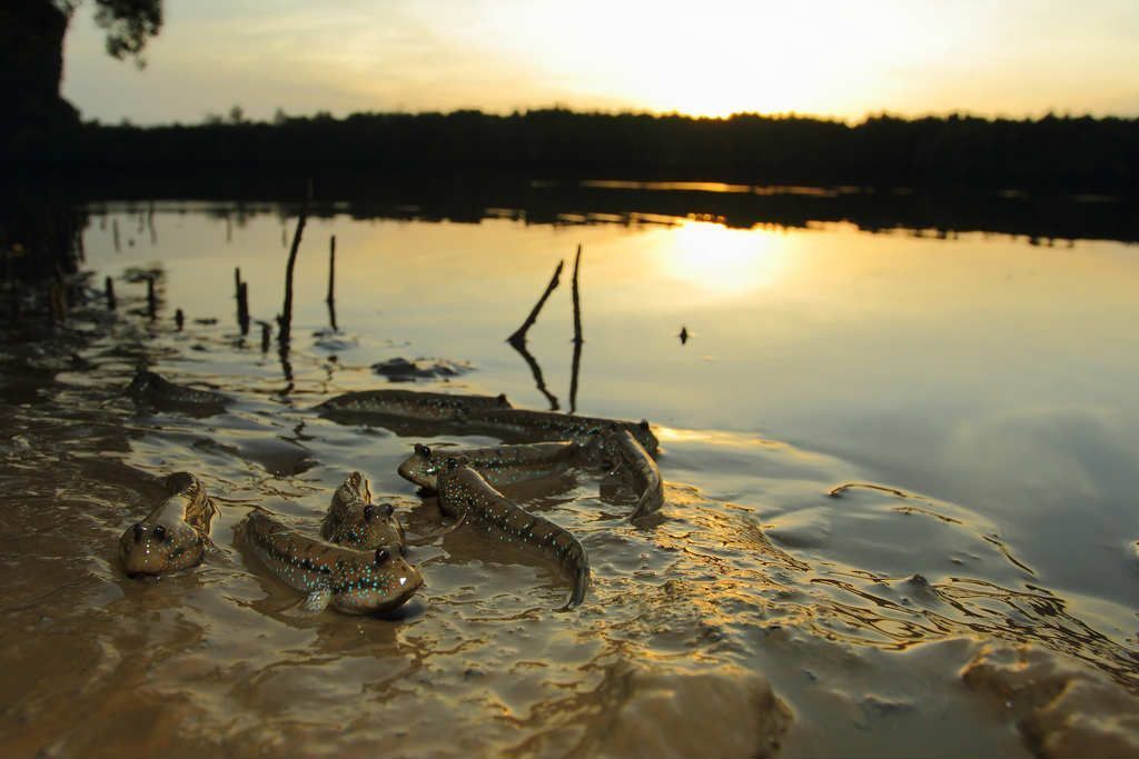 Ở Việt Nam có loại cá biết leo cây, mang đi nướng thành món đặc sản - 3