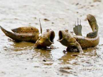 Ở Việt Nam có loại cá biết leo cây, mang đi nướng thành món đặc sản