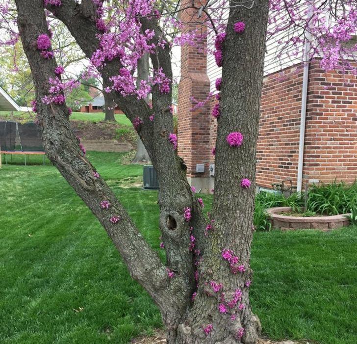 14 hình ảnh chứng minh: Mẹ thiên nhiên chưa bao giờ làm chúng ta ngừng ngạc nhiên - 11