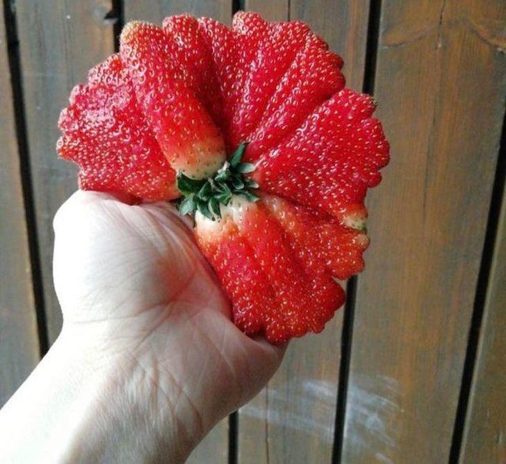 14 hình ảnh chứng minh: Mẹ thiên nhiên chưa bao giờ làm chúng ta ngừng ngạc nhiên - 3