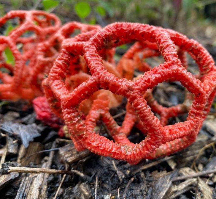 14 hình ảnh chứng minh: Mẹ thiên nhiên chưa bao giờ làm chúng ta ngừng ngạc nhiên - 10