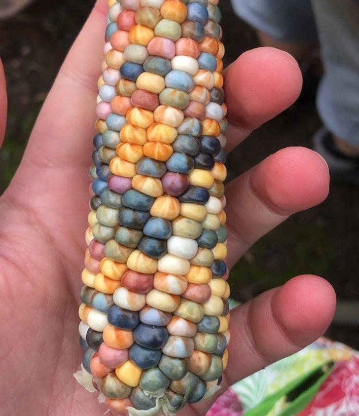 14 hình ảnh chứng minh: Mẹ thiên nhiên chưa bao giờ làm chúng ta ngừng ngạc nhiên - 14