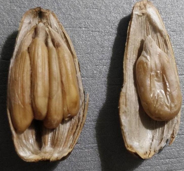 14 hình ảnh chứng minh: Mẹ thiên nhiên chưa bao giờ làm chúng ta ngừng ngạc nhiên - 2