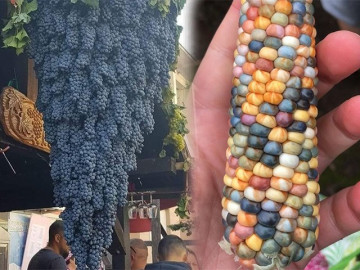 14 hình ảnh chứng minh: Mẹ thiên nhiên chưa bao giờ làm chúng ta ngừng ngạc nhiên