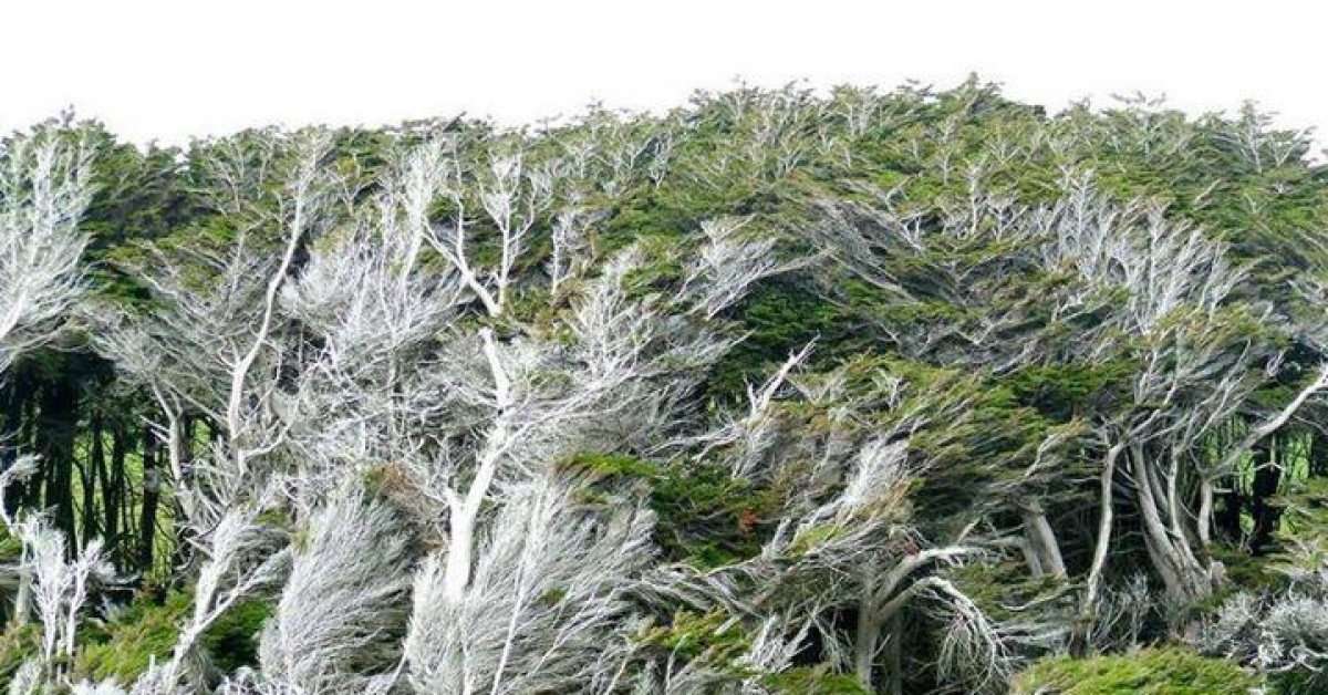 Vùng đất ở New Zealand nổi tiếng sở hữu loạt cây nghiêng ngả hình thù lạ kỳ - 6