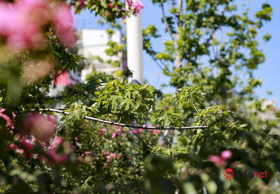 Hà Nội: Hàng phong trổ lá xanh tươi giữa hè nắng gắt - 2