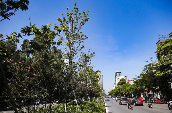 Hà Nội: Hàng phong trổ lá xanh tươi giữa hè nắng gắt - 4