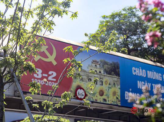 Hà Nội: Hàng phong trổ lá xanh tươi giữa hè nắng gắt - 6