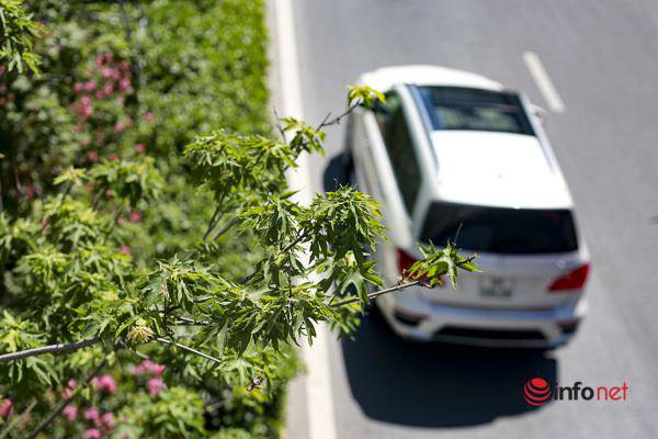 Hà Nội: Hàng phong trổ lá xanh tươi giữa hè nắng gắt - 7