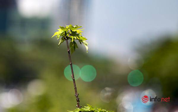 Hà Nội: Hàng phong trổ lá xanh tươi giữa hè nắng gắt - 8