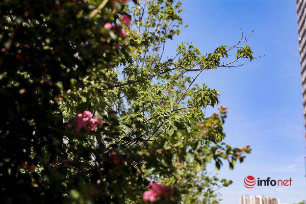 Hà Nội: Hàng phong trổ lá xanh tươi giữa hè nắng gắt - 9