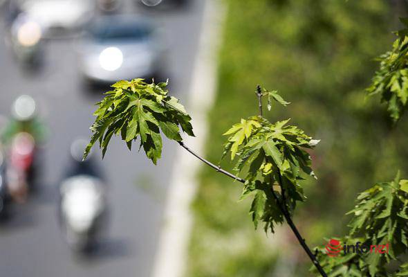 Hà Nội: Hàng phong trổ lá xanh tươi giữa hè nắng gắt - 10
