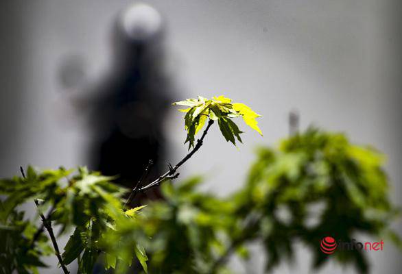 Hà Nội: Hàng phong trổ lá xanh tươi giữa hè nắng gắt - 12