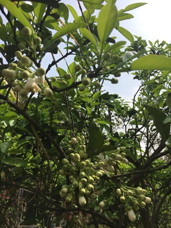 sao viet roi pho thi, xay co ngoi don tuoi gia: nuoi ga, trong rau an khong het - 16