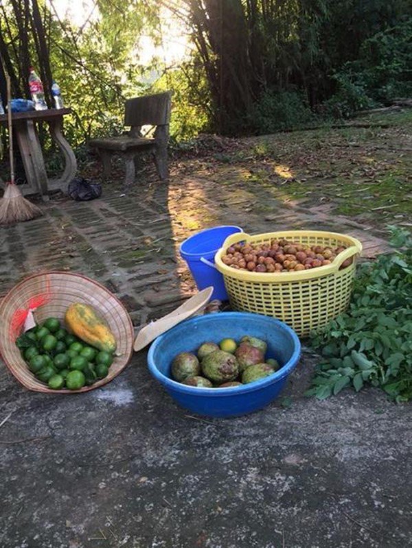2 nữ nghệ sĩ mua nhà vườn thỏa đam mê: Rau củ chất đầy, thuê người làm không xuể việc - 19