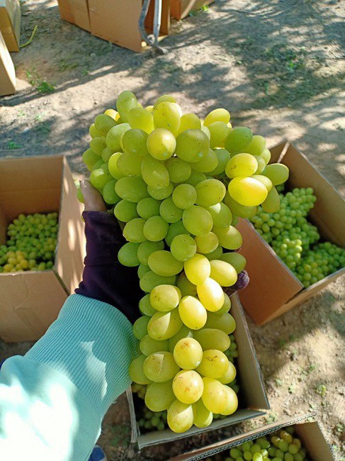 Nho không hạt bán tràn lan, dân buôn hoa quả 20 năm amp;#34;vạch mặtamp;#34; sự thật bất ngờ - 3