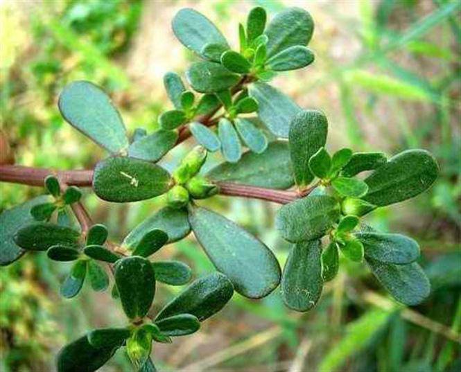 Tứ đại kỳ thảo được mệnh danh là amp;#34;rau trường thọamp;#34;, nhiều loại quý hơn cả nhân sâm - 7