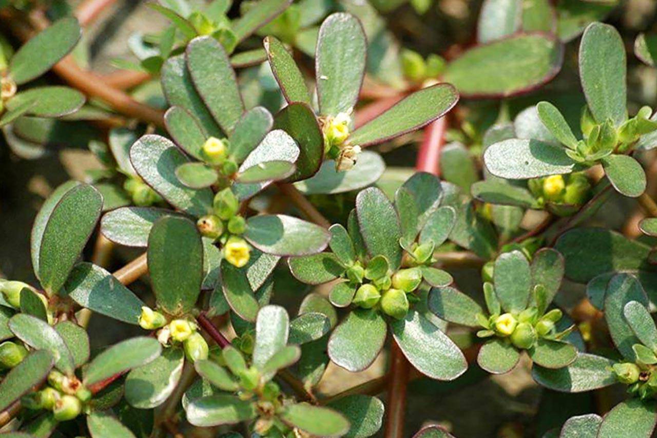 Tứ đại kỳ thảo được mệnh danh là amp;#34;rau trường thọamp;#34;, nhiều loại quý hơn cả nhân sâm - 8