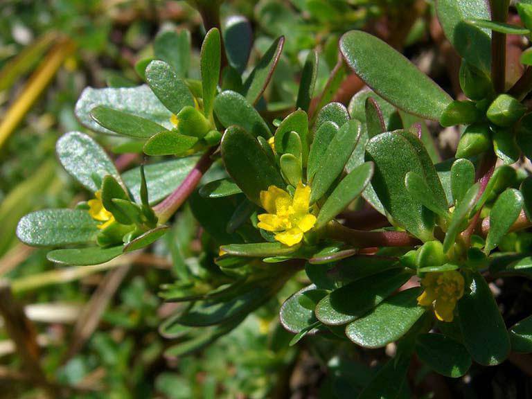 Tứ đại kỳ thảo được mệnh danh là amp;#34;rau trường thọamp;#34;, nhiều loại quý hơn cả nhân sâm - 9