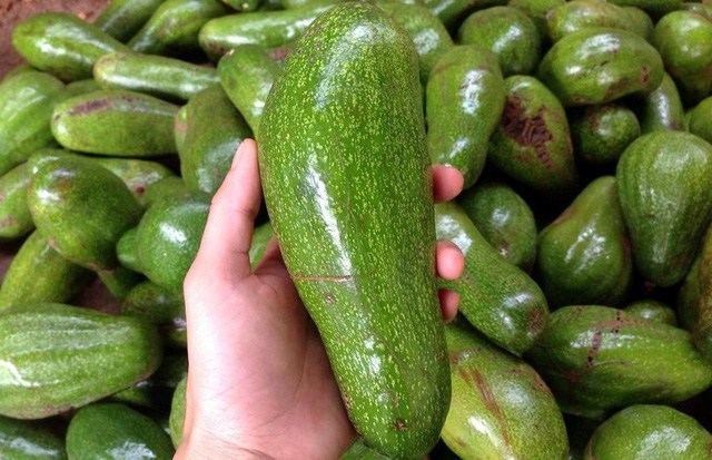 5 loại hoa quả thường xuyên bị ngâm ủ hóa chất: Nhìn sự khác thường ở cuống để phân biệt - 3