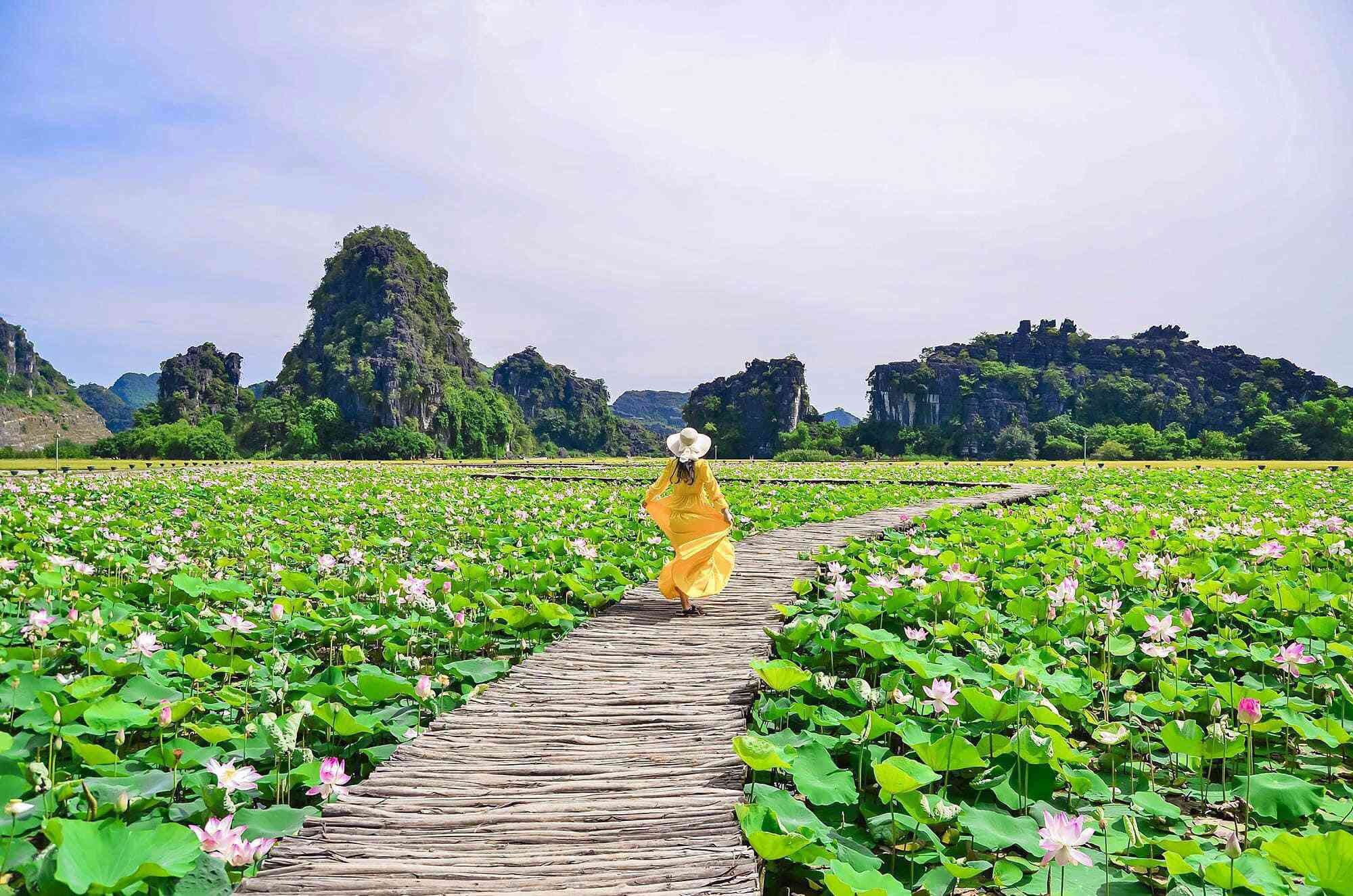 gioi tre dua nhau check-in con duong go giua ho sen o hang mua - 5