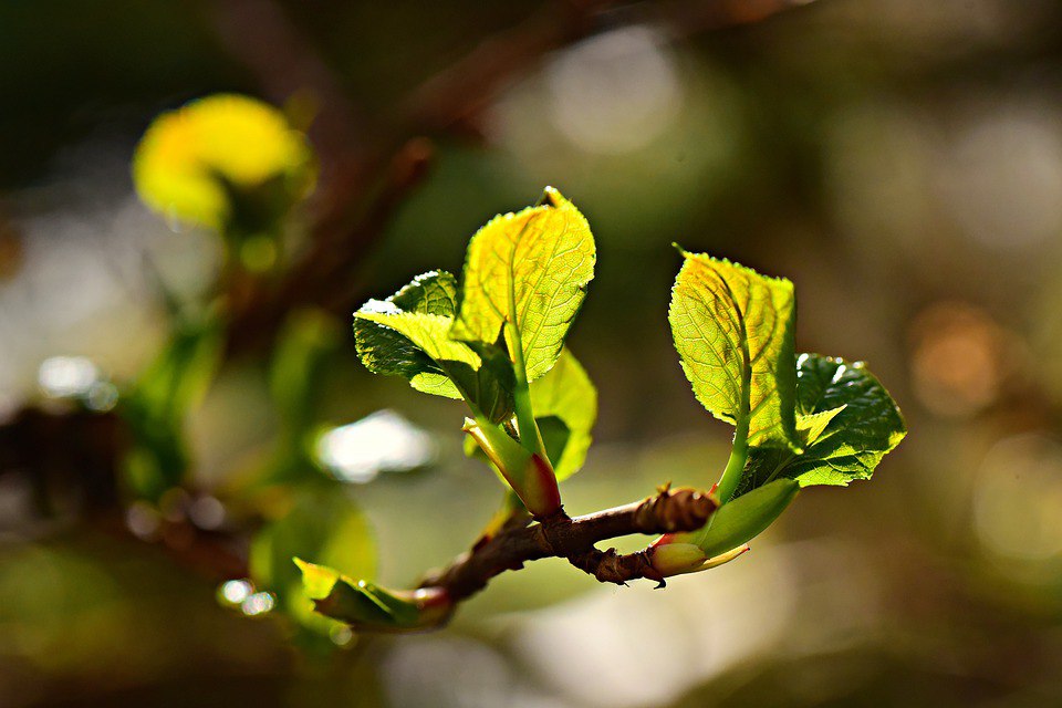 Chuyện đời chiếc lá cây gợi bao suy ngẫm: amp;#34;Mỗi người đều được sinh ra với một món quàamp;#34; - 2