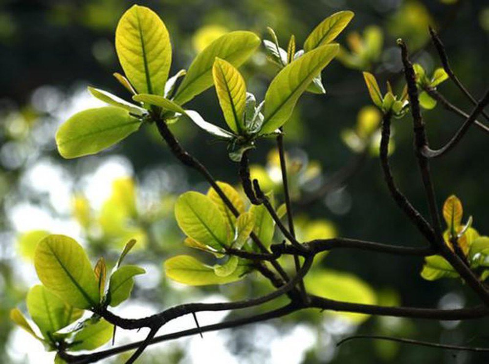 Chuyện đời chiếc lá cây gợi bao suy ngẫm: amp;#34;Mỗi người đều được sinh ra với một món quàamp;#34; - 3