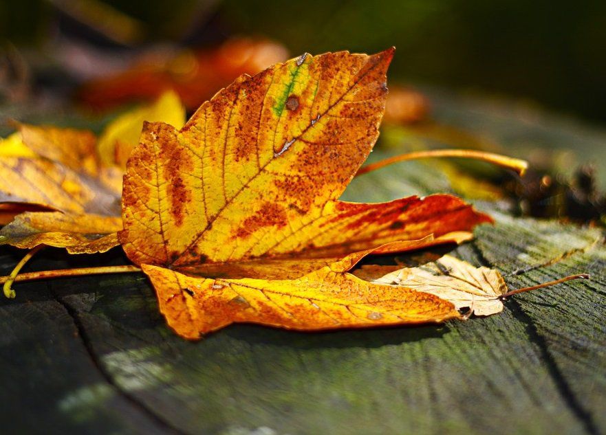 Chuyện đời chiếc lá cây gợi bao suy ngẫm: amp;#34;Mỗi người đều được sinh ra với một món quàamp;#34; - 5