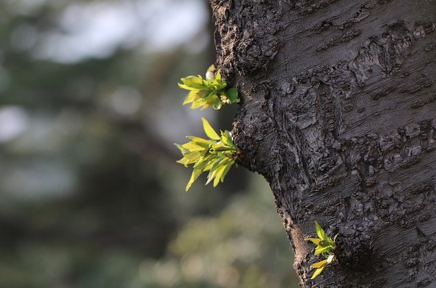 Chuyện đời chiếc lá cây gợi bao suy ngẫm: amp;#34;Mỗi người đều được sinh ra với một món quàamp;#34; - 1