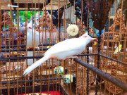 Tin tức - Choáng với đàn chim quý tộc giá 10 tỷ: Ở phòng điều hoà, có "bảo mẫu" riêng chăm sóc