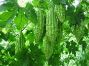 Sức khỏe - 13 tác dụng của mướp đắng và cách sử dụng hiệu quả