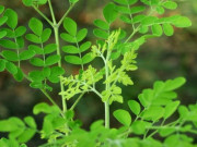 Sức khỏe - Tác dụng của cây chùm ngây: "Siêu thực phẩm" giàu dinh dưỡng với loạt lợi ích cho sức khỏe